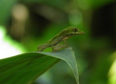 Anolis carpenteri