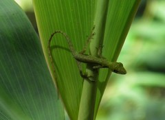 Anolis carpenteri
