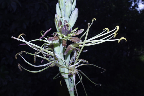 Agave planifolia