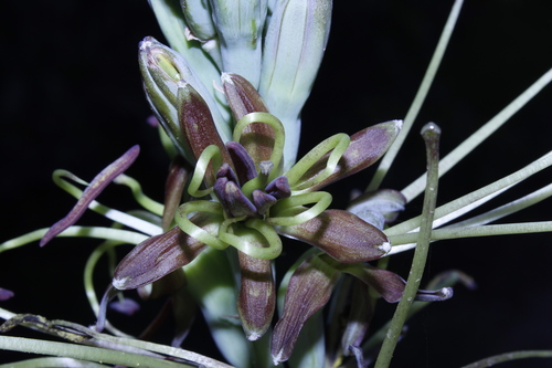 Agave planifolia