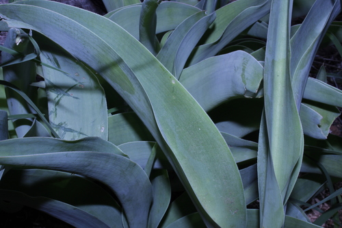 Agave planifolia