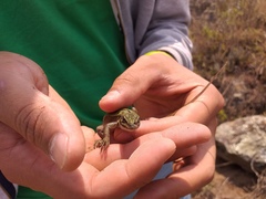 Stenocercus trachycephalus
