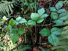 Eleutherococcus trifoliatus setosus