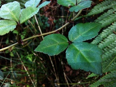 Eleutherococcus trifoliatus setosus