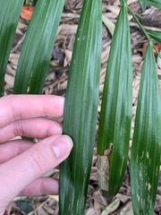 Calamus australis