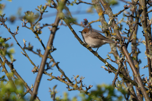 Curruca capirotada (Sylvia atricapilla)