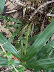 Calamus australis