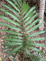 Calamus australis