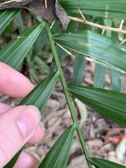 Calamus australis