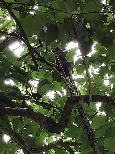 Dusky Leaf Monkey