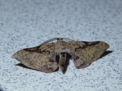 Hypochrosis baenzigeri