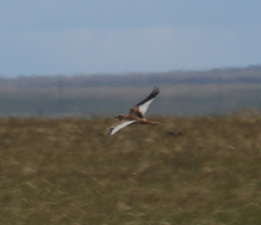 Melanocorypha mongolica