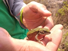 Stenocercus trachycephalus