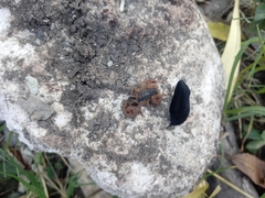 Centruroides ornatus