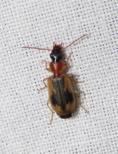 Anomotarus observed 2026-04-25