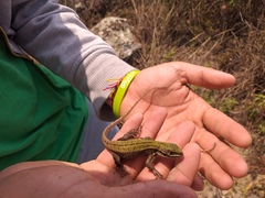 Stenocercus trachycephalus