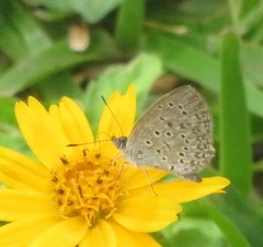Zizeeria knysna knysna