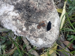 Centruroides ornatus