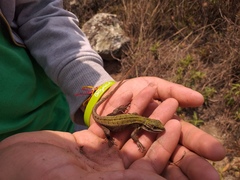 Stenocercus trachycephalus