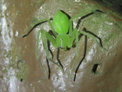 Gnathopalystes taiwanensis