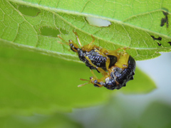 Agomadaranus pardaloides