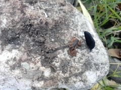 Centruroides ornatus