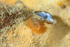Sclerodoris trenberthi