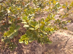 Myrcianthes leucoxyla