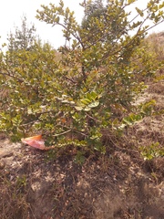 Myrcianthes leucoxyla