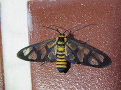 Amata perixanthia