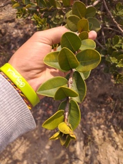 Myrcianthes leucoxyla