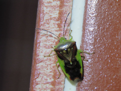 Elasmostethus nubilus