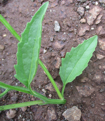 Calostephane divaricata image