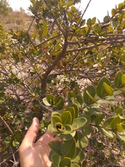 Myrcianthes leucoxyla