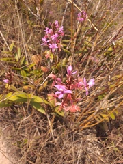 Epidendrum arachnoglossum