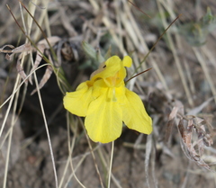 Cymbaria daurica