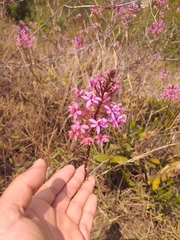 Epidendrum arachnoglossum