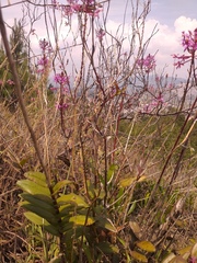 Epidendrum arachnoglossum