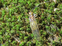 Caeciliusidae