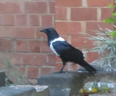 Corvus albus