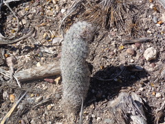 Mammillaria pottsii