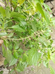 Ocimum tenuiflorum