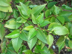 Alnus sieboldiana