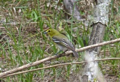 Vireo flavifrons image