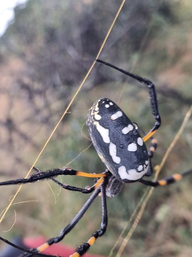 banded-legged golden orb-web spider