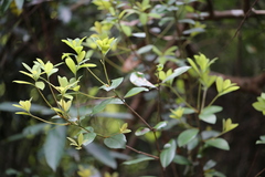 Litsea rotundifolia