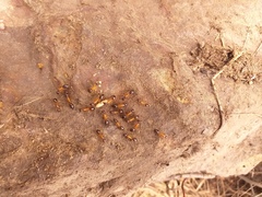 Camponotus