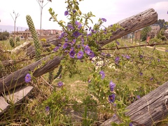 Lycianthes lycioides