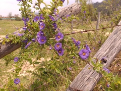 Lycianthes lycioides