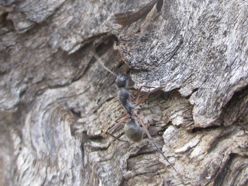 Camponotus gouldianus